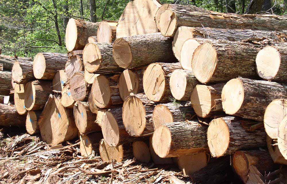 Gỗ thông là sản phẩm gỗ được lựa chọn nhiều làm tủ bếp