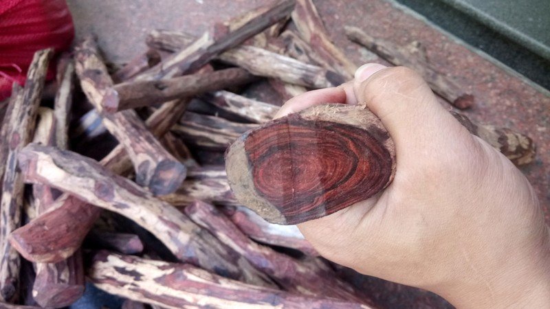 Loại gỗ này phổ biến và có được tính ứng dụng cao hơn so với sưa đen 