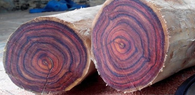 Gỗ sưa là cây gỗ có tên khoa học là Dalbergia tonkinensis prain