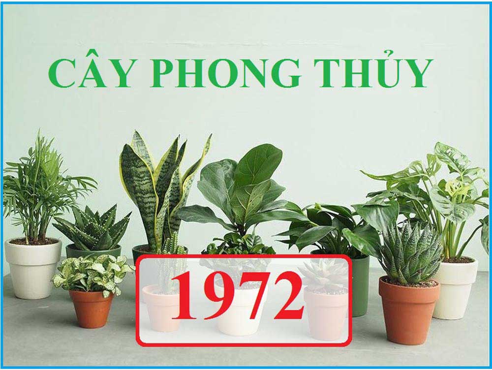 Cây phong thủy phòng khách tuổi Nhâm Tý 1972