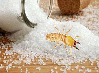 Dùng muối để xử lý mối mọt an toàn